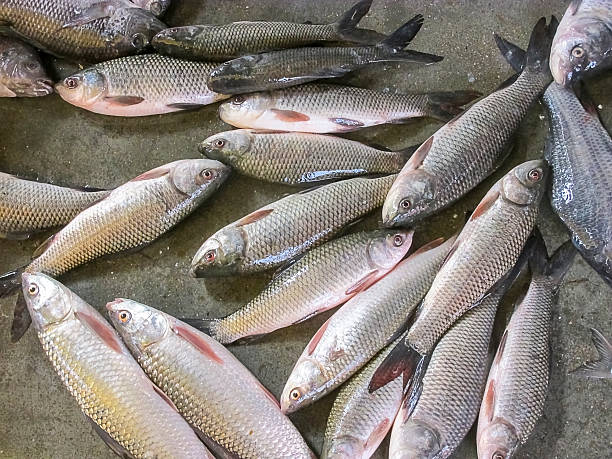 Fish feed company in Bihar