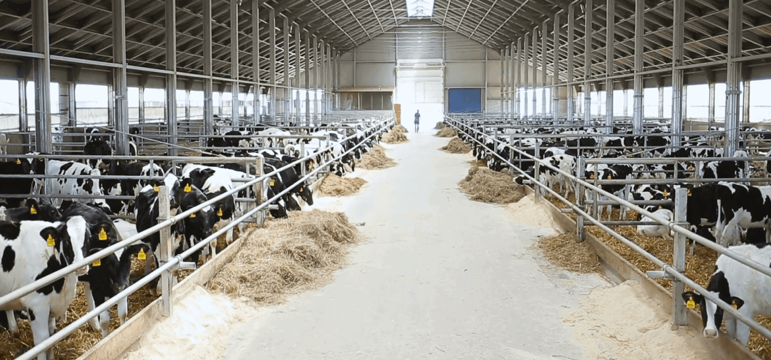 best Cattle feed in Bihar