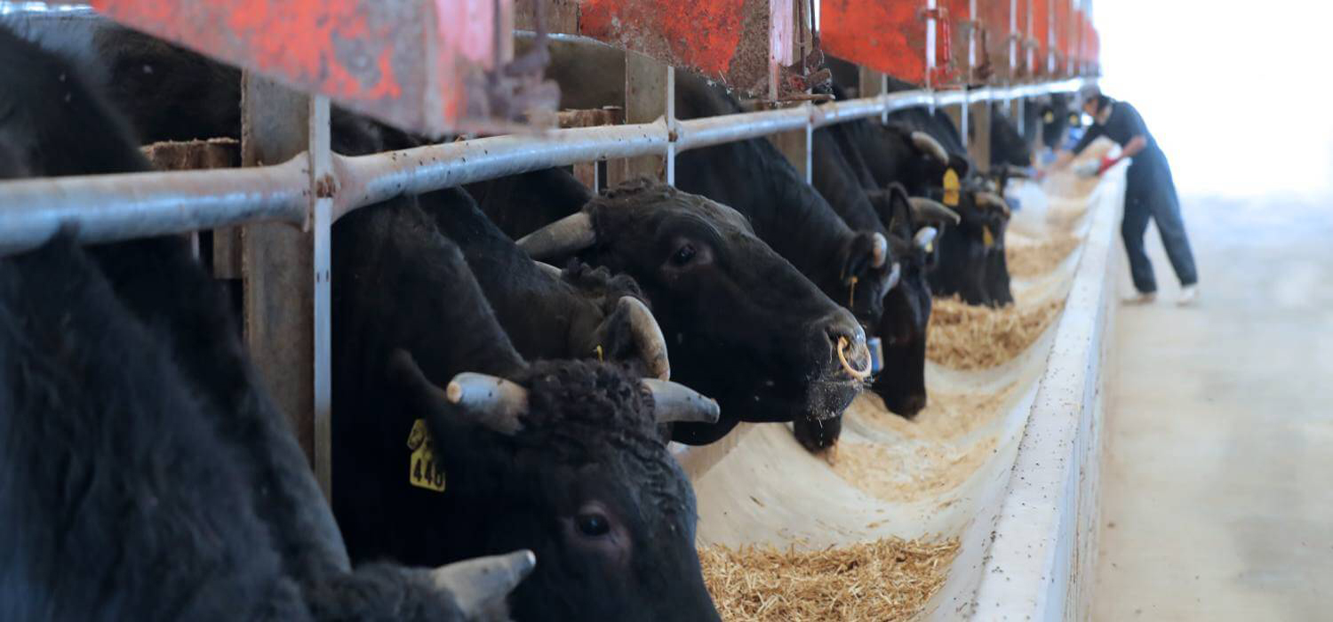 bihar cattle feed