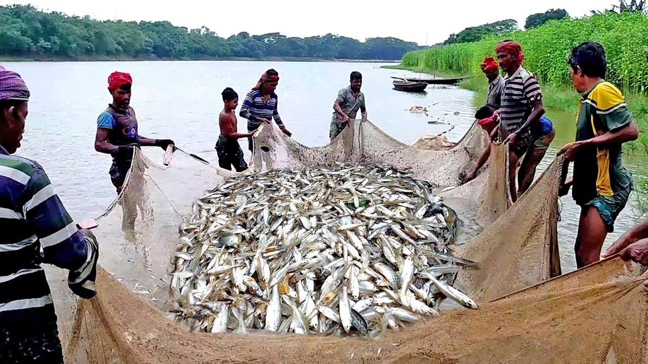 best fish feed company in West bengal