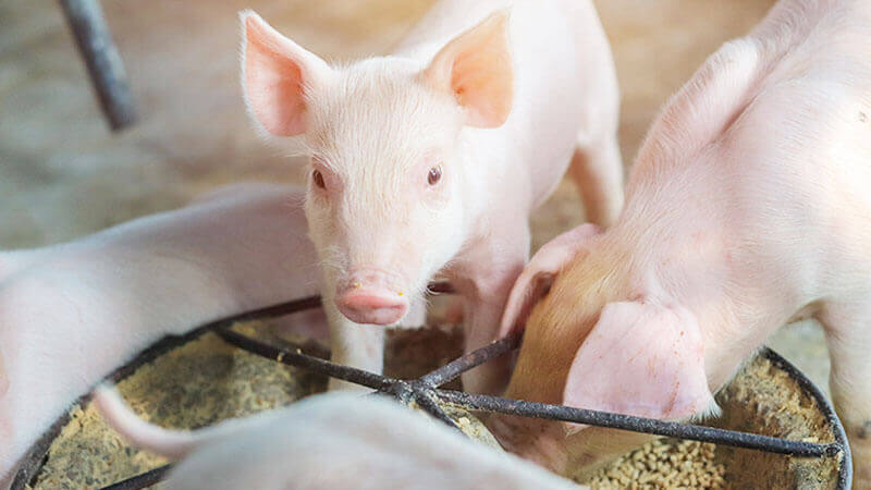 Pig Feed in Bihar