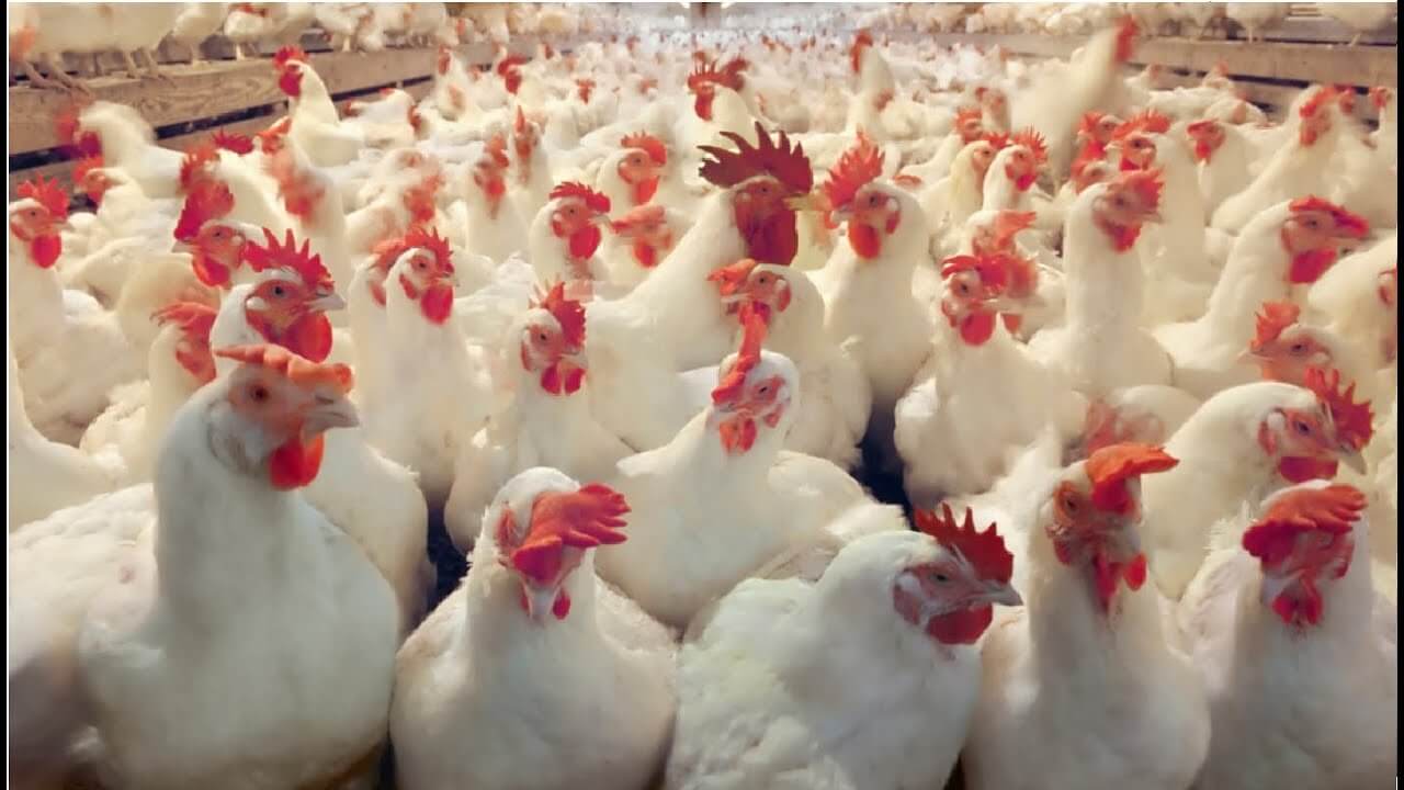 best Poultry feed in assam