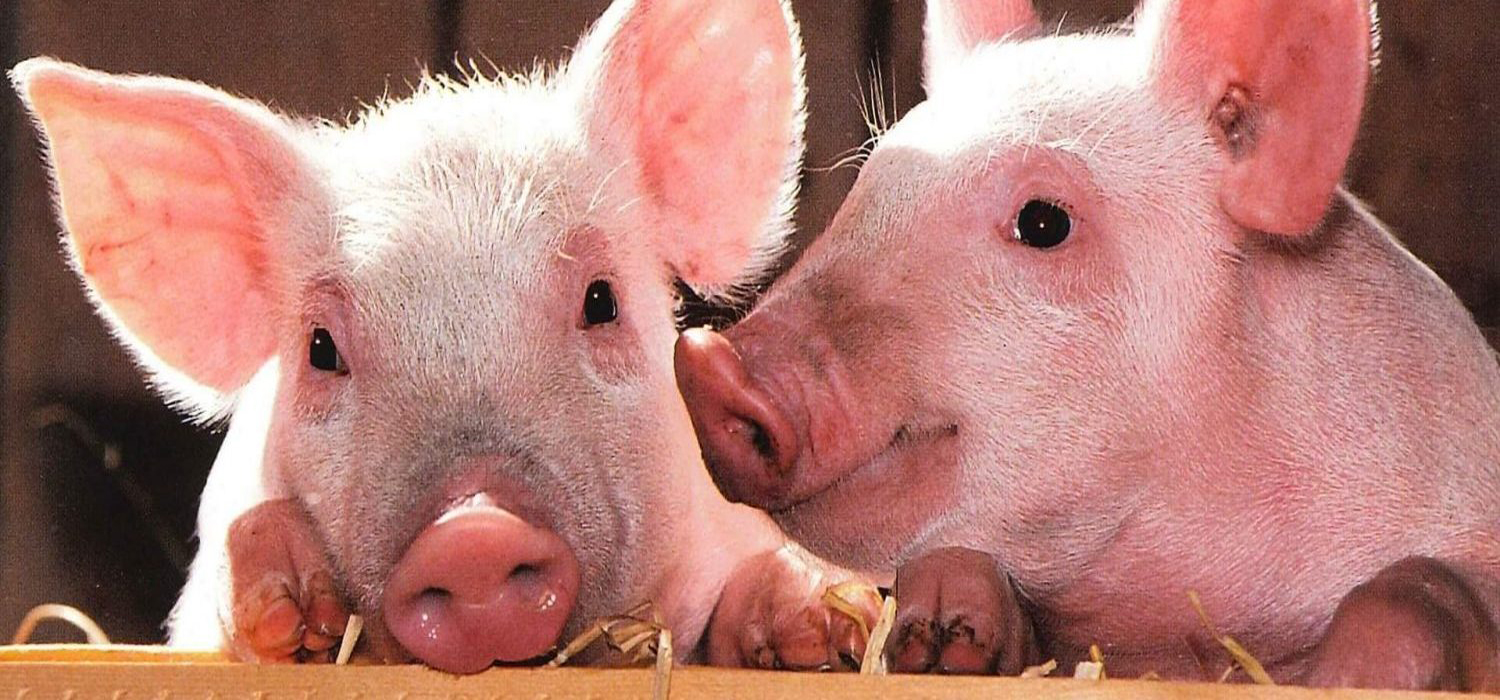 Pig Feed in Bihar