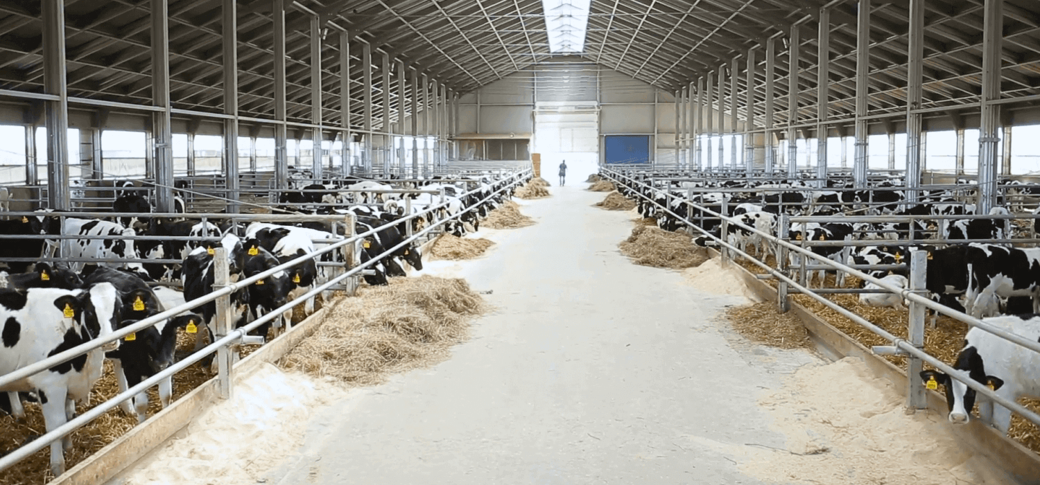 best Cattle feed in Bihar